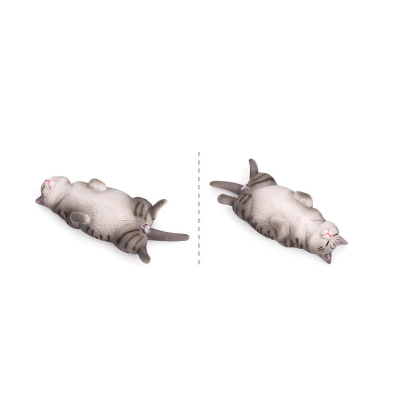 Dreamy Paws